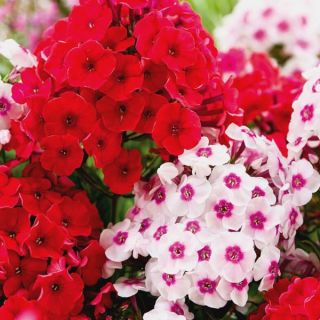 Red Hot & Trendy Phlox Blend Thumbnail